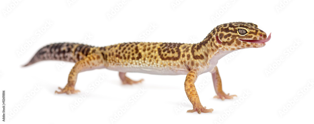 Fototapeta premium Leopard Gecko standing up, isolated on white