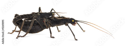 Couple of a Golden-eyed Stick Insect, Peruphasma schultei photo