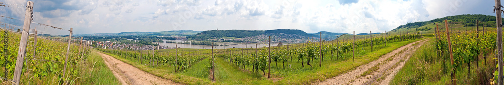 Im Weinberg im Rheingau über Rüdesheim am Rhein