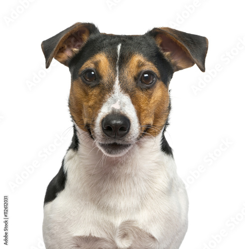 Jack Russell Terrier isolated on white