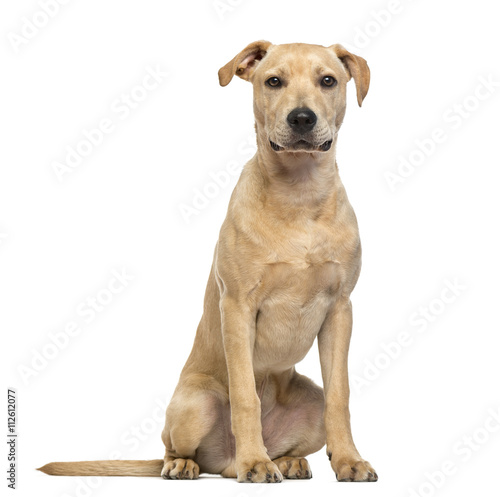 Fototapeta Naklejka Na Ścianę i Meble -  American Staffordshire Terrier puppy isolated on white
