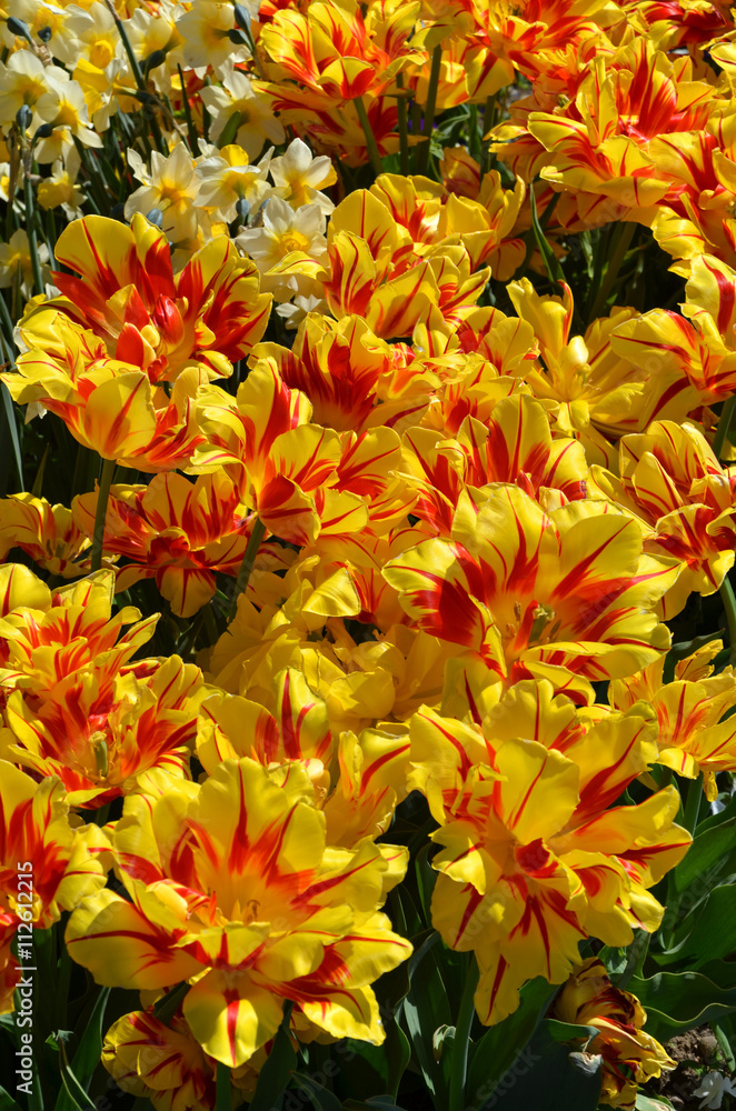 Tulpen Tulpen