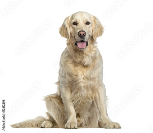 Fototapeta Naklejka Na Ścianę i Meble -  Golden Retriever isolated on white