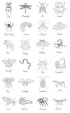 Collection with various hand drawn insects on white