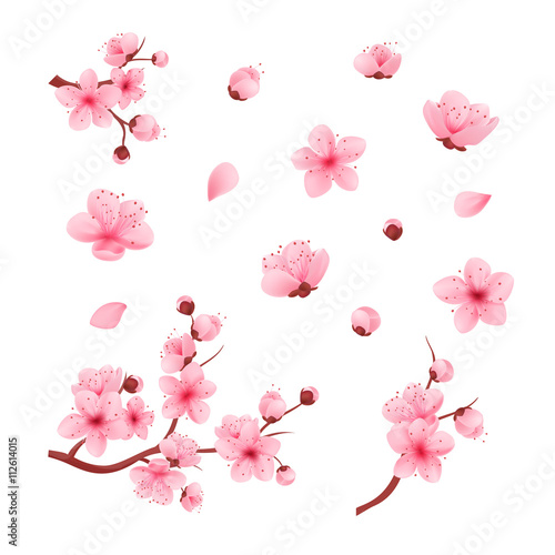 Vector illustration sakura cherry, branch with blooming flowers, Japan flowers