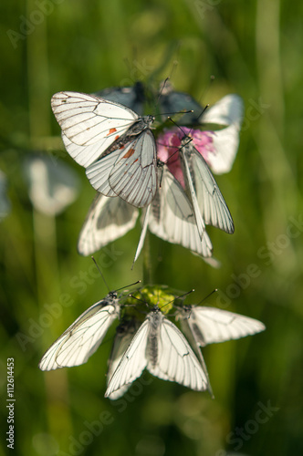 white butterflies grass