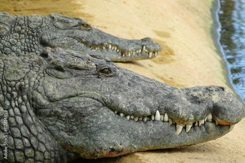 Crocodiles sur la sable