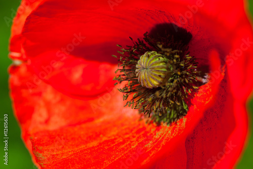 Closeup of the blooming red poppy flower