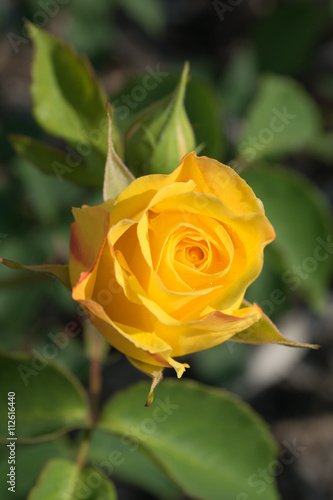 rose beautiful flower