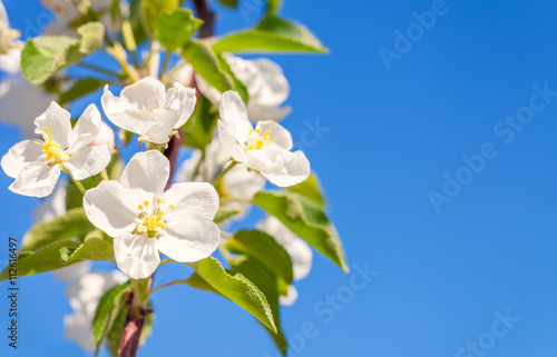 Blossom apple tree. White spring flowers closeup. Copy space.
