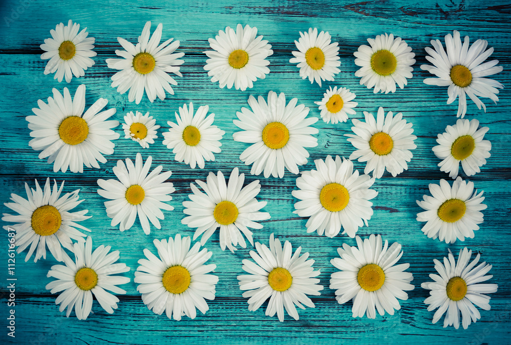 Flat lay composition with camomiles flowers Flat lay composition with camomiles flowers