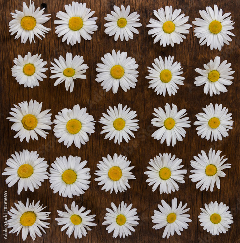 Chamomile flowers on wooden background.