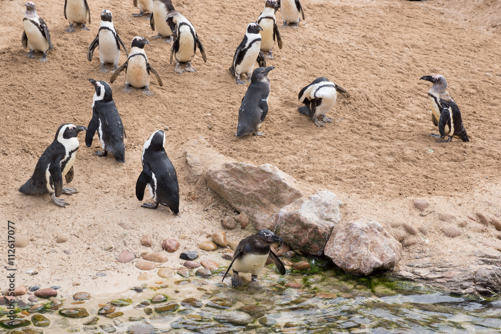 Obraz premium African penguins