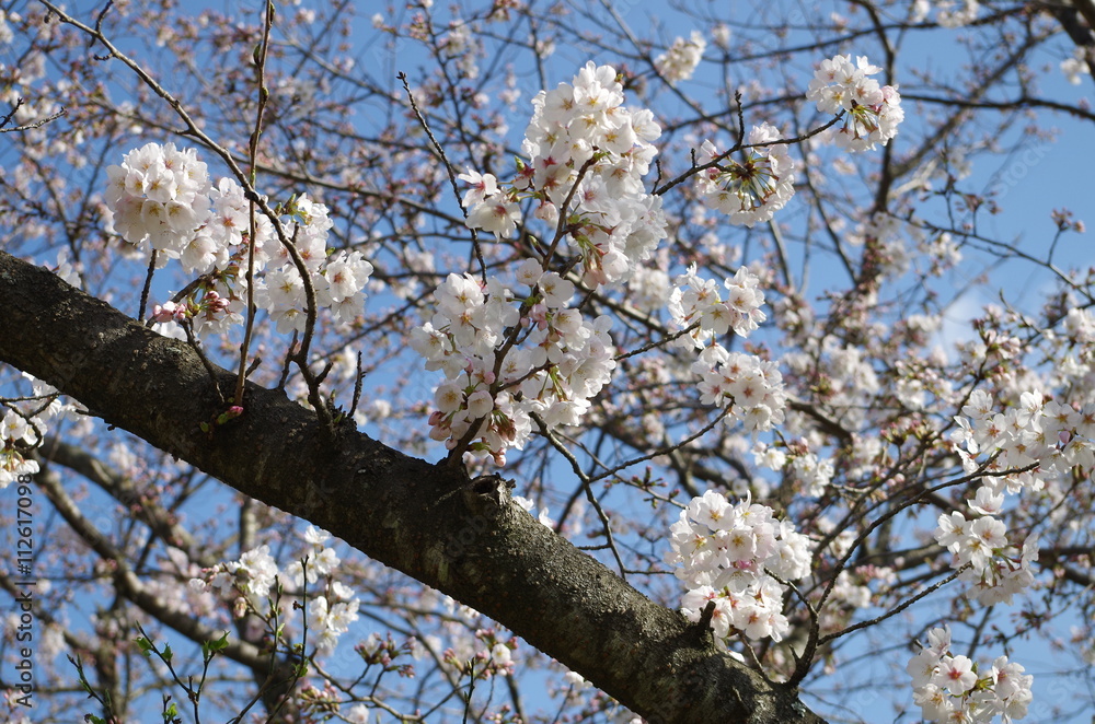 ソメイヨシノ、桜 ソメイヨシノ、桜
