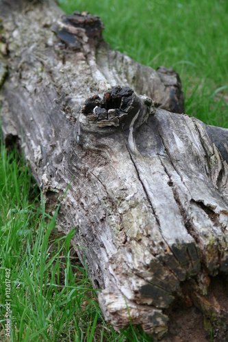 Tronc d'arbre