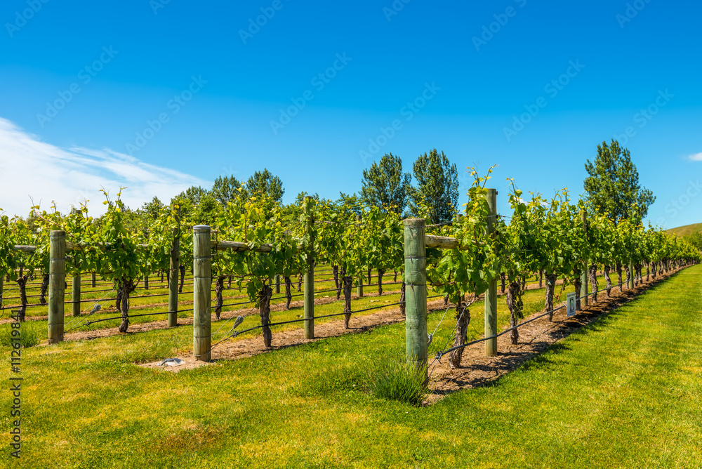 Vineyard in North Island - New Zealand