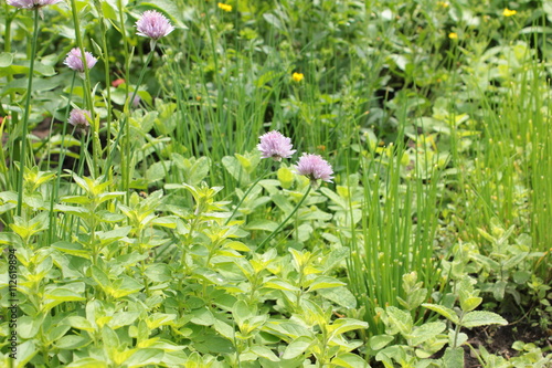 Schnittlauch Blüte Garten Kräuter frisch Draußen