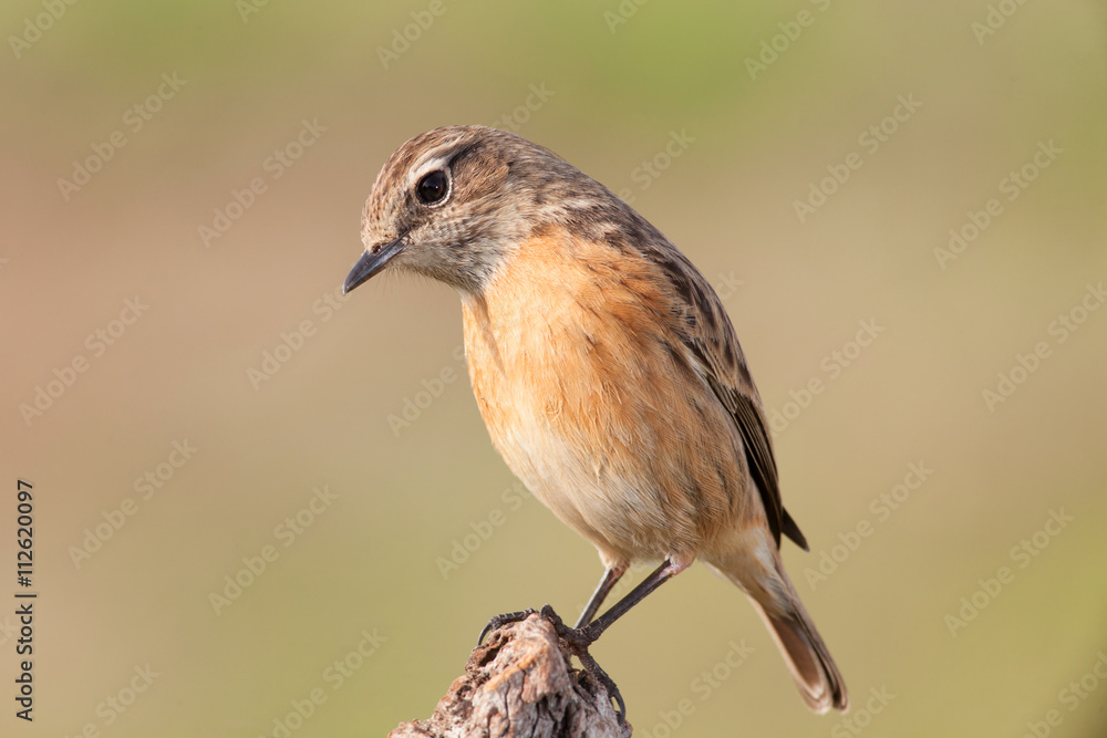 Beautiful wild bird perched on a branch