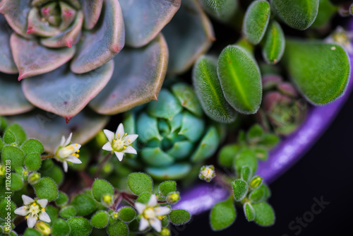 Succulent, plant, close-up, macro. 