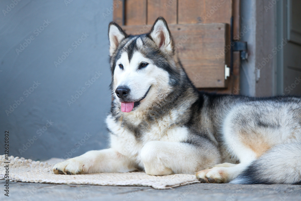 Beautiful husky dog seated on the doorstep with his tongue out. Beautiful husky dog seated on the doorstep with his tongue out.