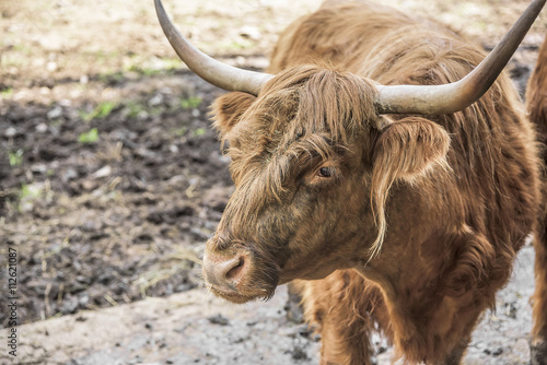 Scottish Highland Cow