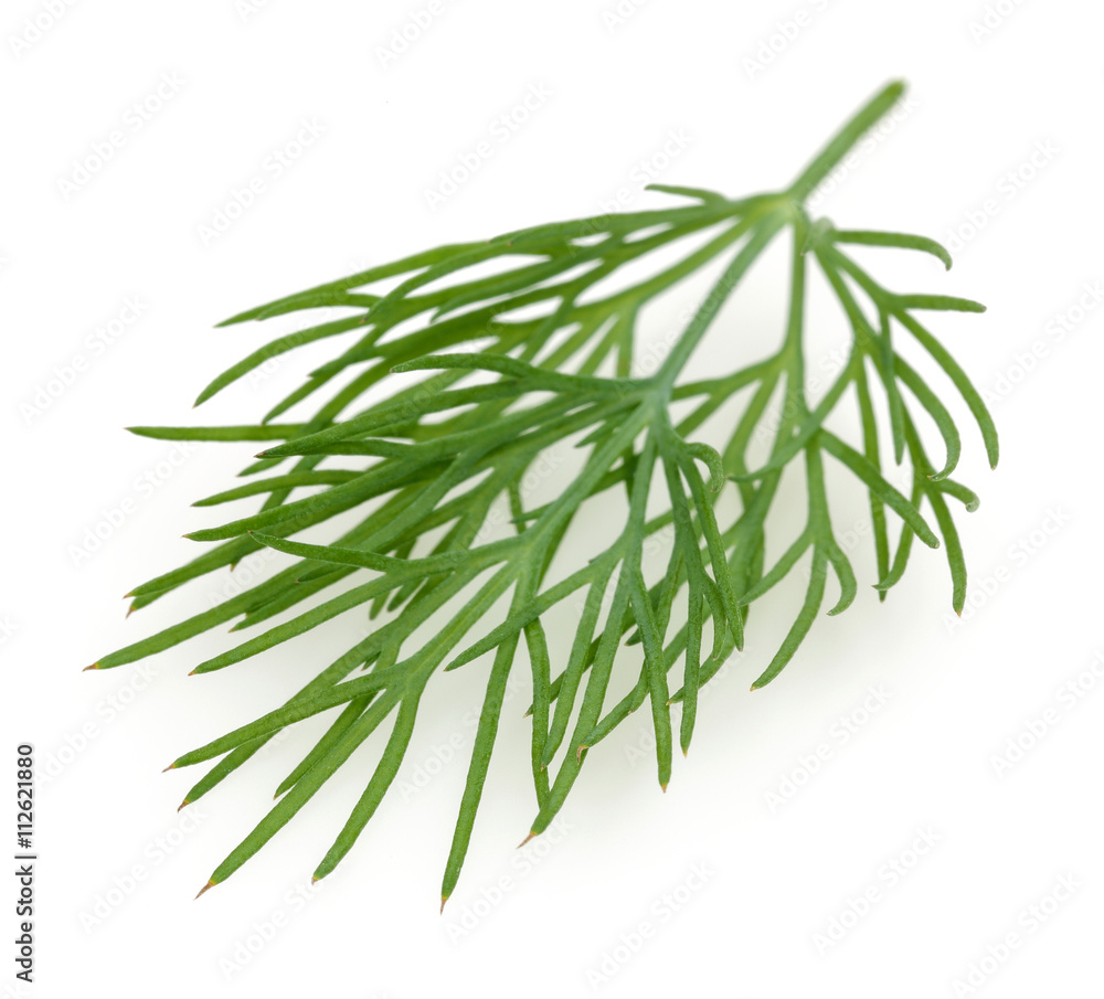 A bunch of fresh dill A bunch of fresh dill