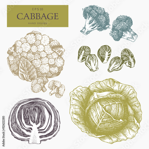Hand drawn cabbage collection.Cabbage with leafs, cabbage head, half of cabbage. Organic food illustration. Vintage vegetables set. Healthy food sketch 