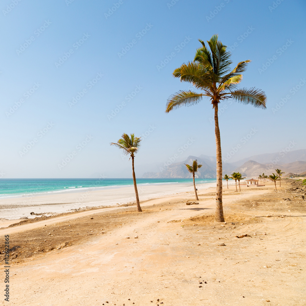 in oman arabic sea palm the hill near sandy beach sky and moun in oman arabic sea palm the hill near sandy beach sky and moun