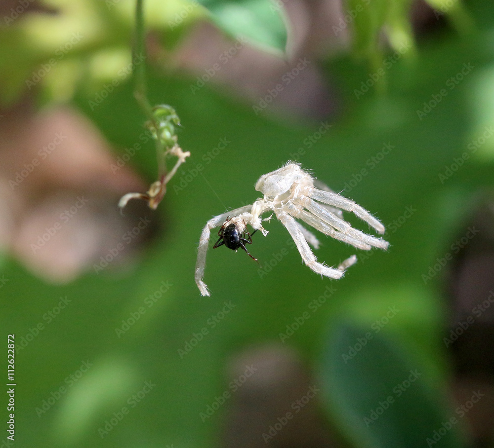 Battle of a White Spider and Ant.Survival Concept Battle of a White Spider and Ant.Survival Concept