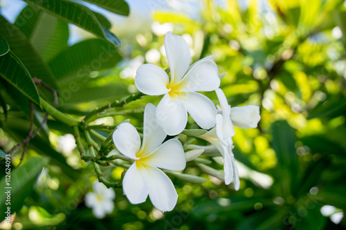 Evergreen Frangipani, Graveyard Flower or Pagoda Tree or Temple Tree or West Indian Jasmine