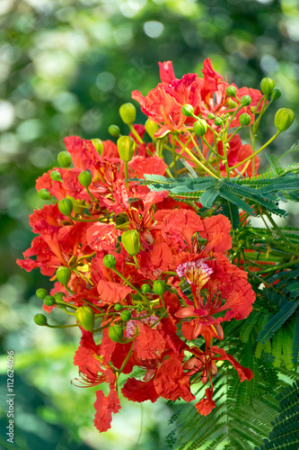 Orange Flowers - Flam-boyant ,The Flame Tree or Royal Poinciana © ananaline