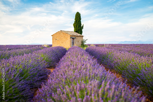 Obraz na płótnie Provence, Lavender field with flowers in Valensole Plateau w salonie