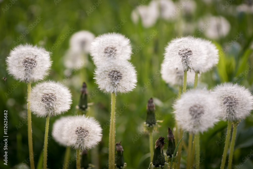 dandelions dandelions