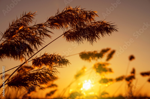 Reed late fall against the evening sky