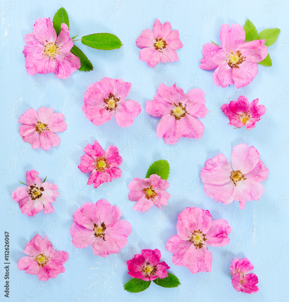 Flat lay composition with pink flowers dog-rose