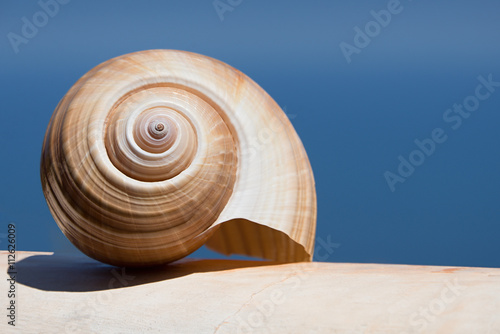 Large Sea Shell Swirl on a white wall in the background of the sea