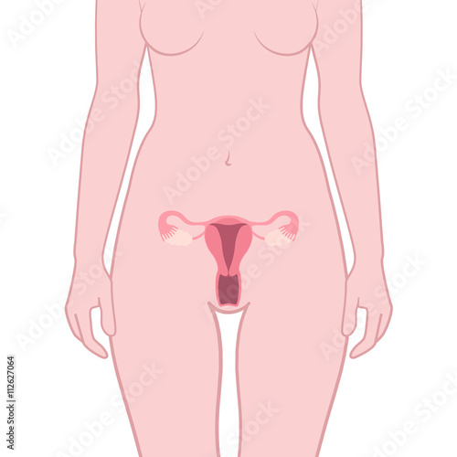 structure of the uterus