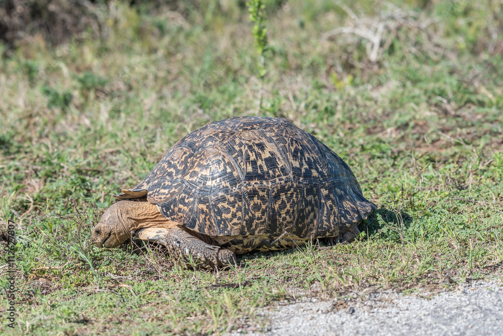Obraz premium Leopard tortoise grazing