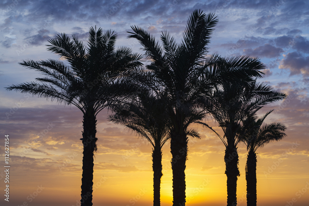 Sunset underside of palm trees
