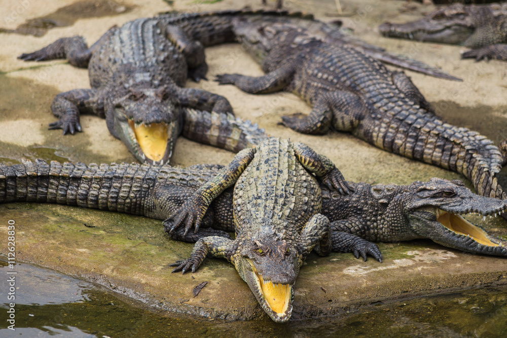water bodies on the Crocodile Farm in Dalat. water bodies on the Crocodile Farm in Dalat.