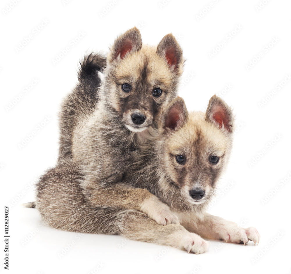 Obraz premium Two small dogs.