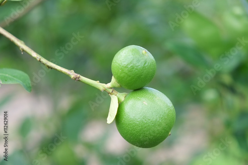 Wallpaper Mural Lime fruit, Lime green tree hanging from the branches of it Torontodigital.ca