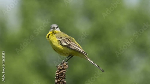 male Yellow wagtail (Wagtail Motacilla flava) sitting on a branch