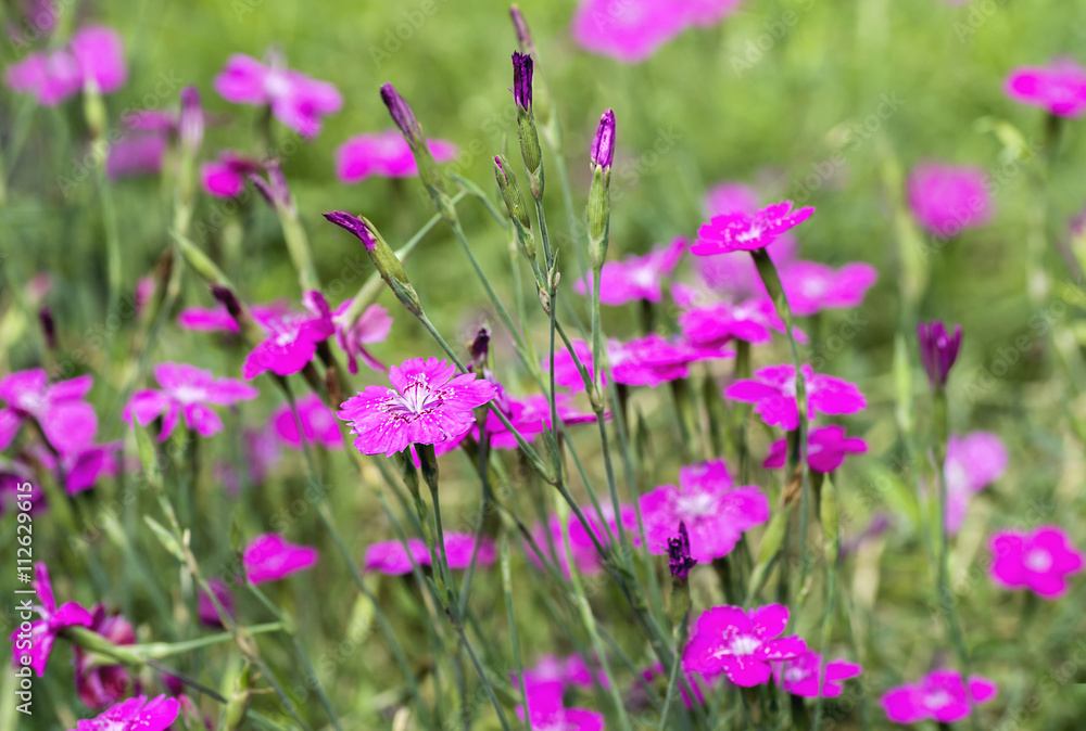 Dianthus deltoides is the only one which forms a dense low ground cover Dianthus deltoides is the only one which forms a dense low ground cover