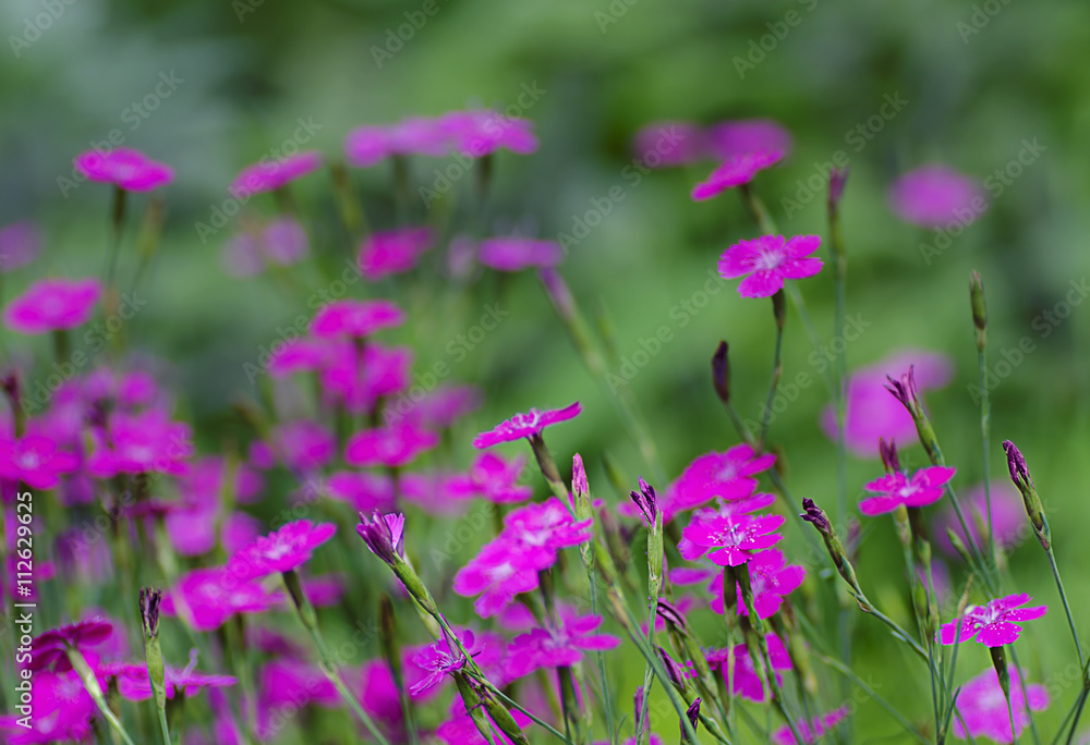 Dianthus deltoides is the only one which forms a dense low ground cover