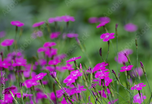 Dianthus deltoides is the only one which forms a dense low ground cover