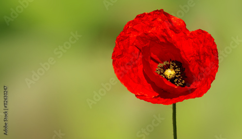 Fototapeta Naklejka Na Ścianę i Meble -  Poppy red flower