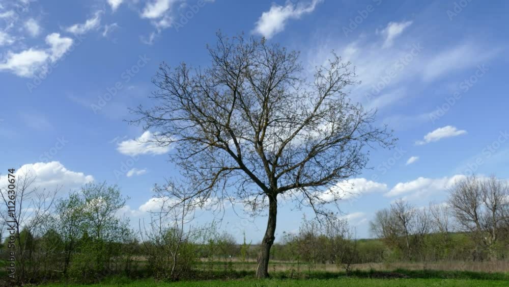 Countryside timelapse. Moving clouds over old big tree Countryside timelapse. Moving clouds over old big tree