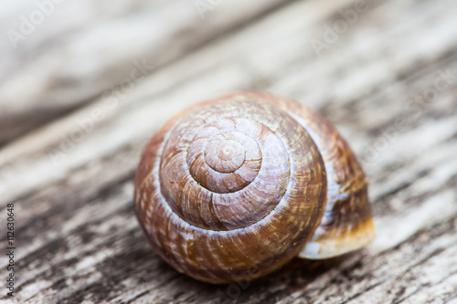 spiral snail shell on old wooden surface macro background