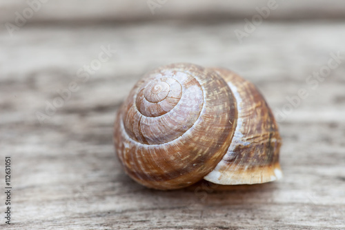 snail shell on old wood plank background